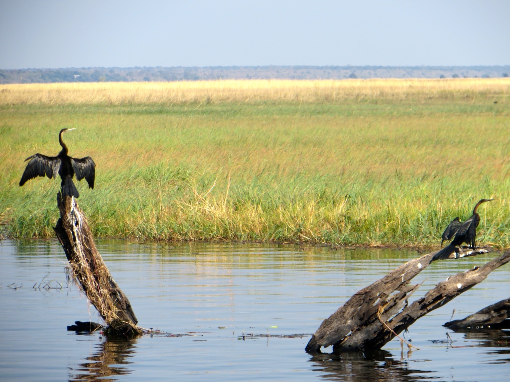 birds at chobe national park, botswana