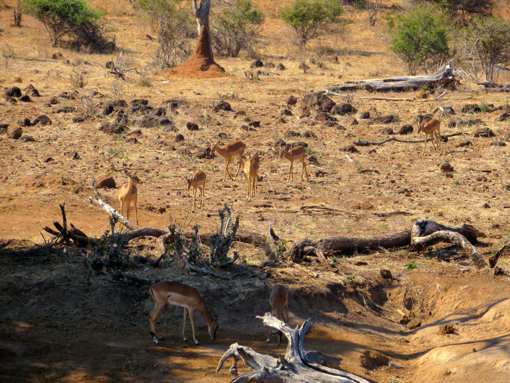 Anteolopes at Chobe National Park, Botswana