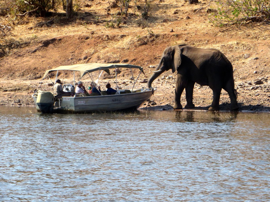 Elephant at Chobe National Park