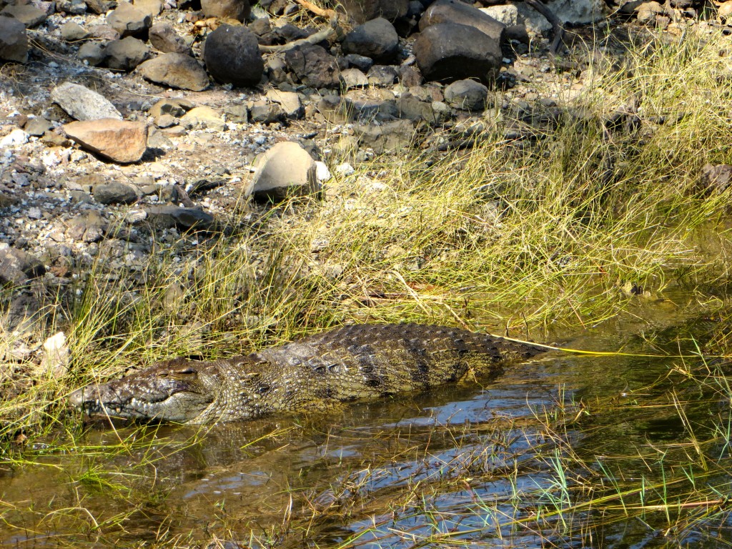 Crocodile at Chobe National Park Botswana