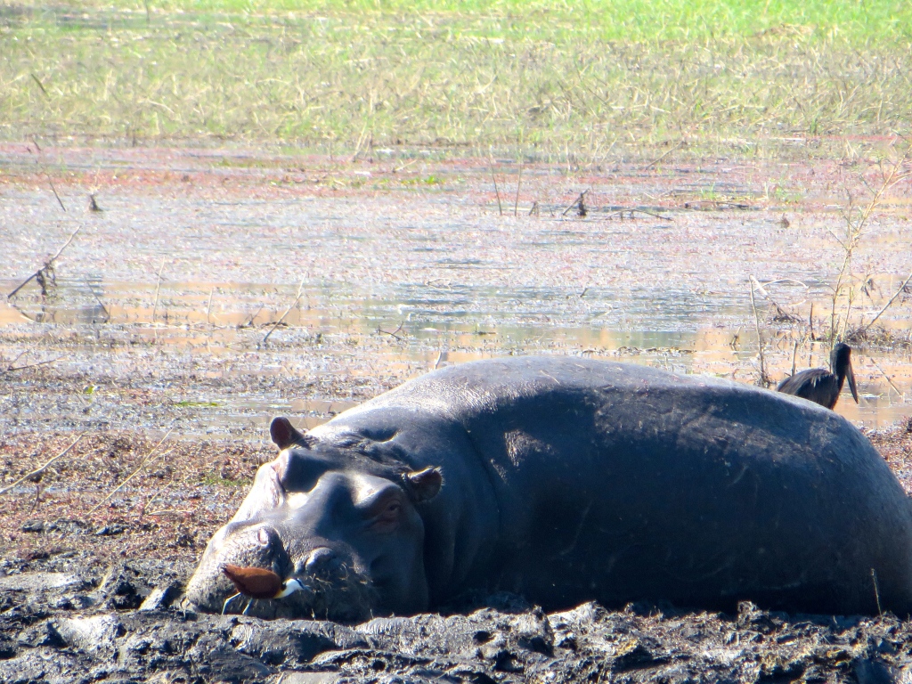 Hippo at Chobe National Park, Botswana