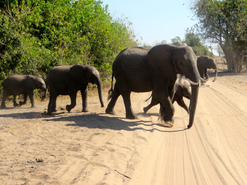 elephants at Chobe National Park, Botswana