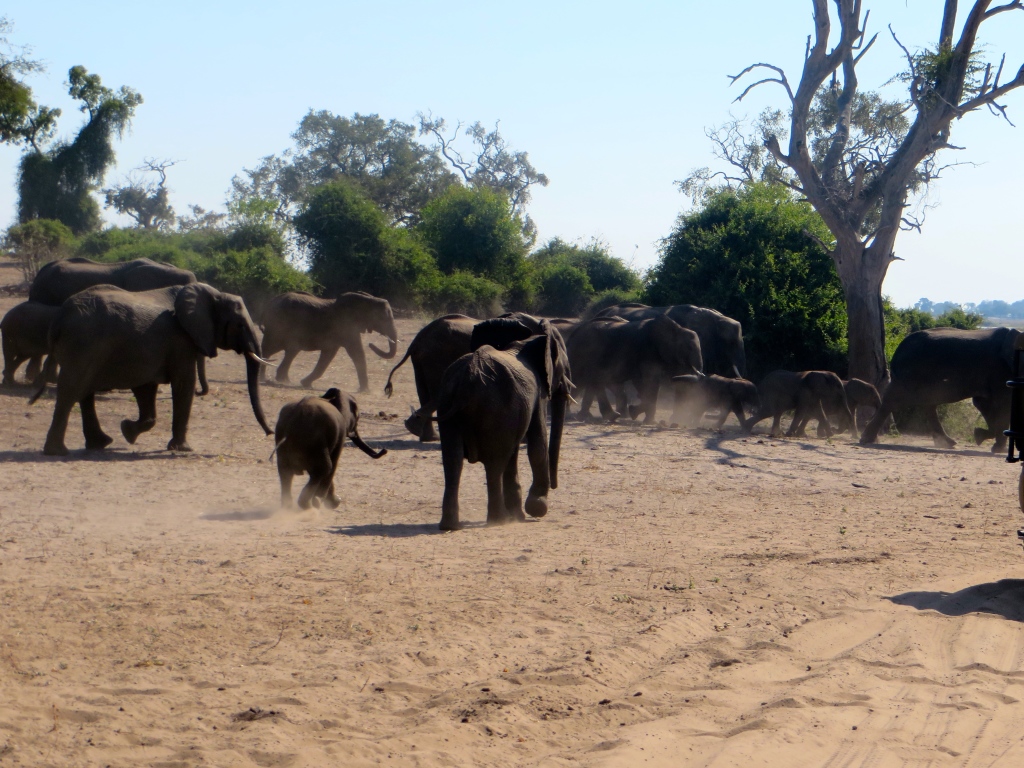 elephants at Chobe National Park, Botswana