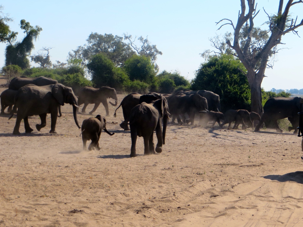 elephants at chobe national park, botswana