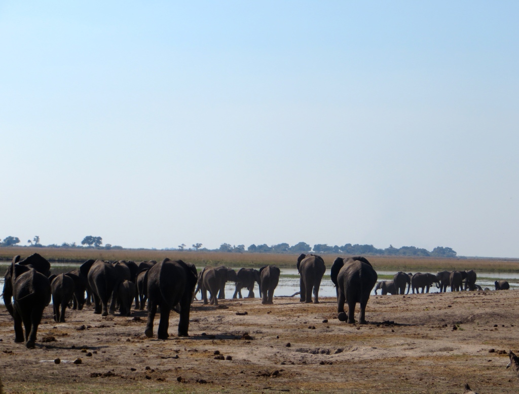 elephants at chobe national park, botswana