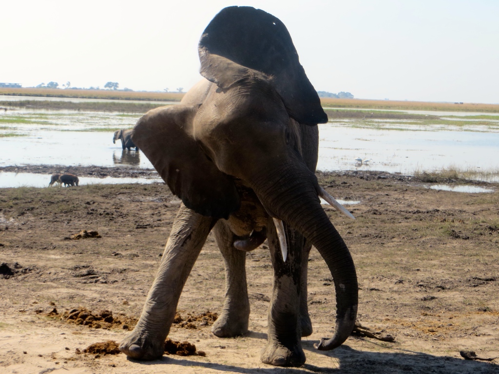 elephant at at chobe national park, botswana