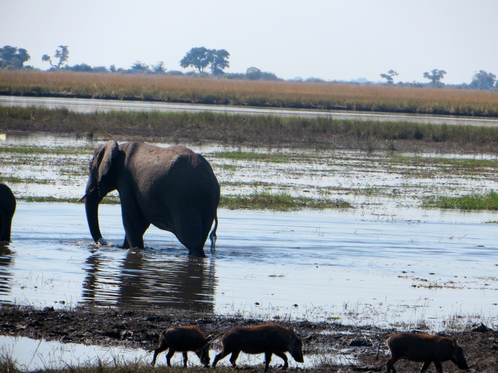 elephants and warthogs at chobe national park, botswana