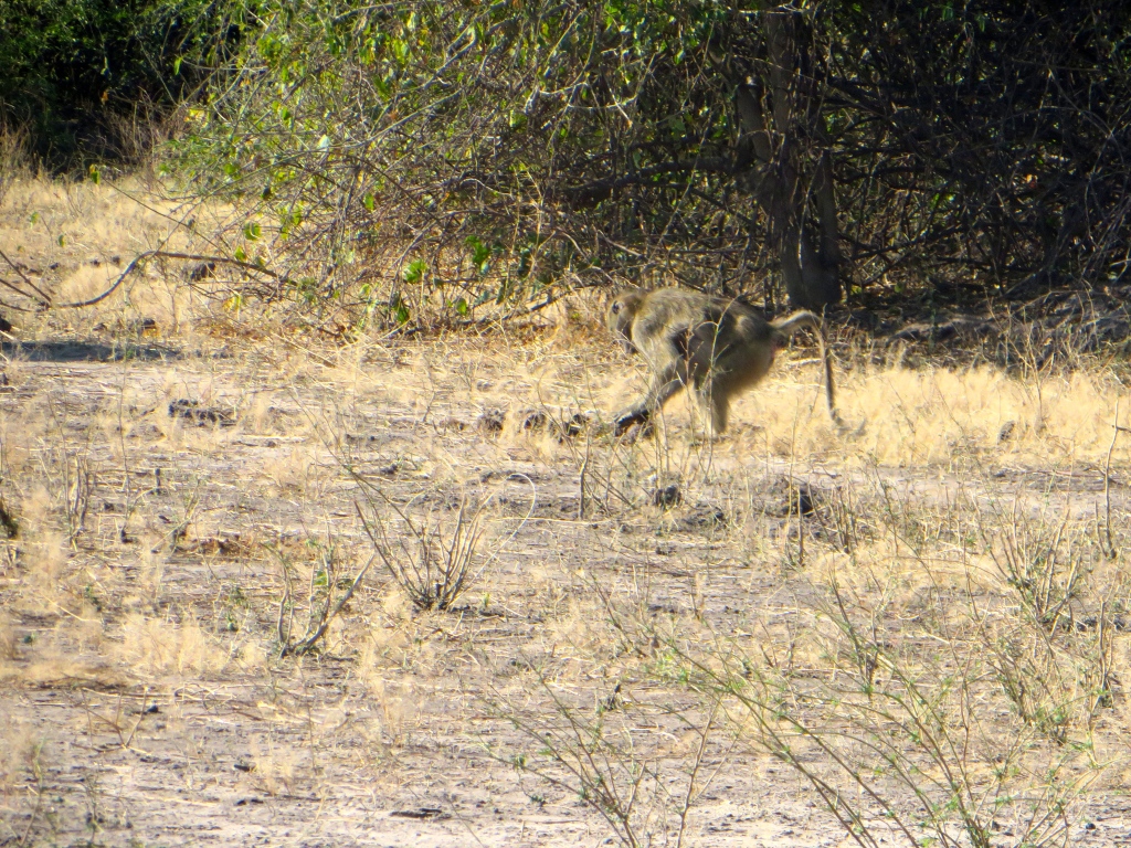 monkey at chobe national park, botswana