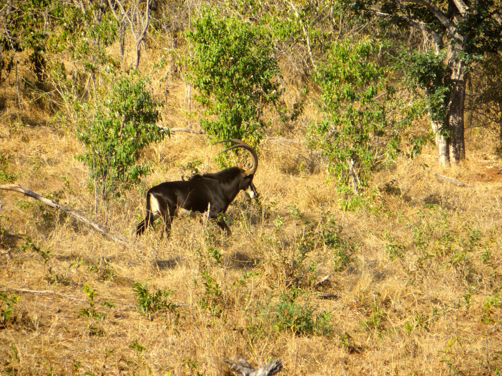 buffalo at chobe national park, botswana