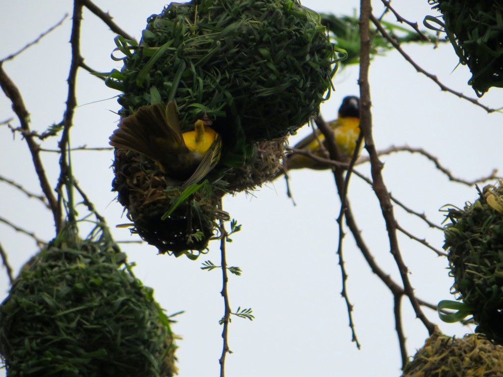 Akagera National Park - birds