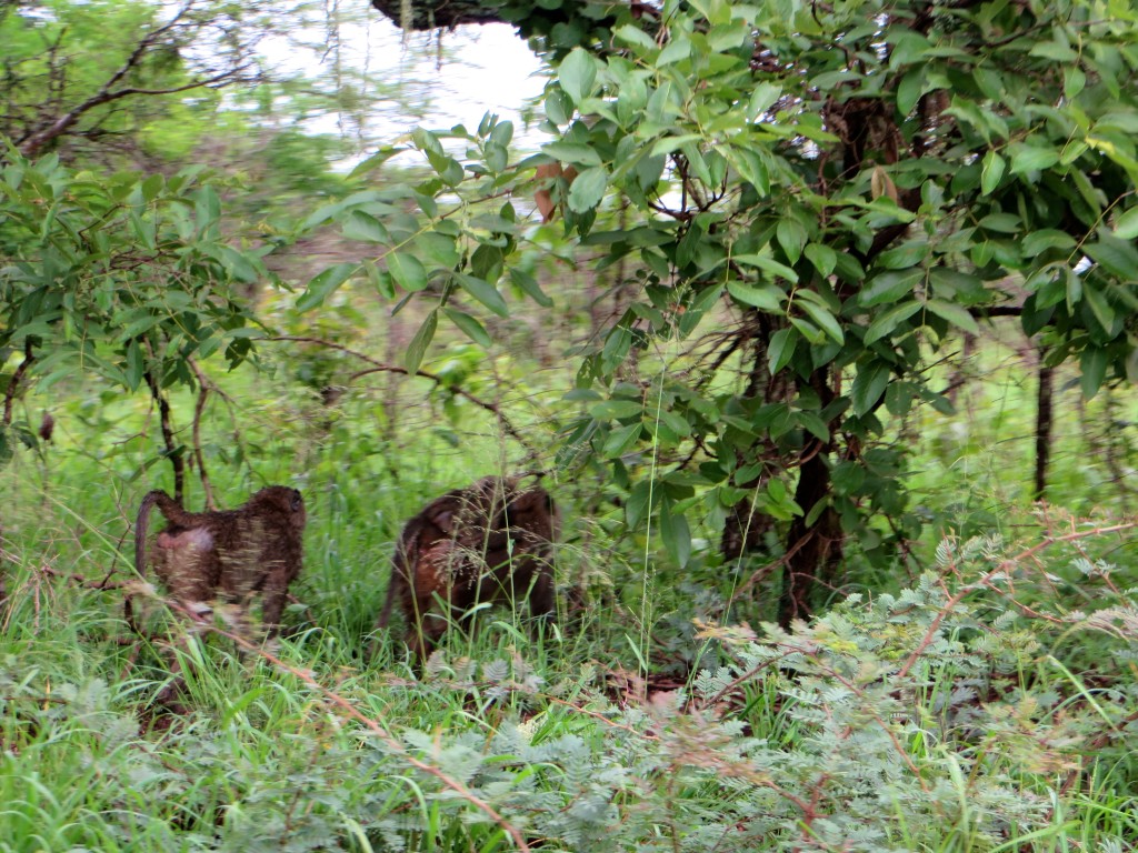 Monkeys or baboons? I've lost track.