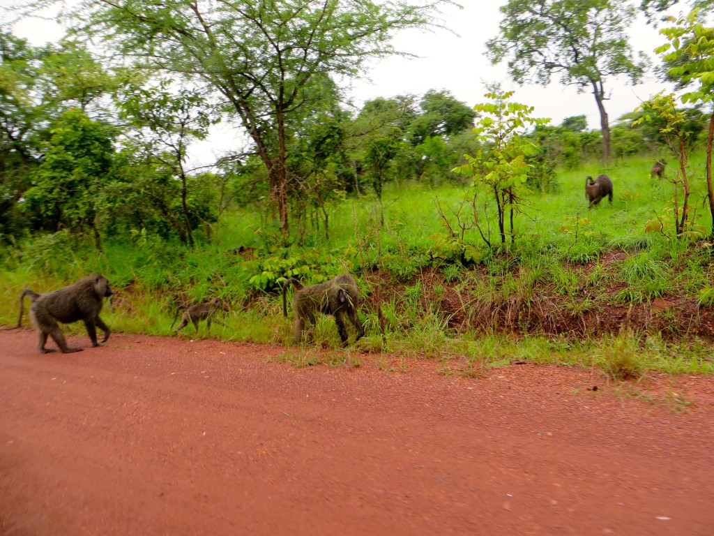 Akagera National Park