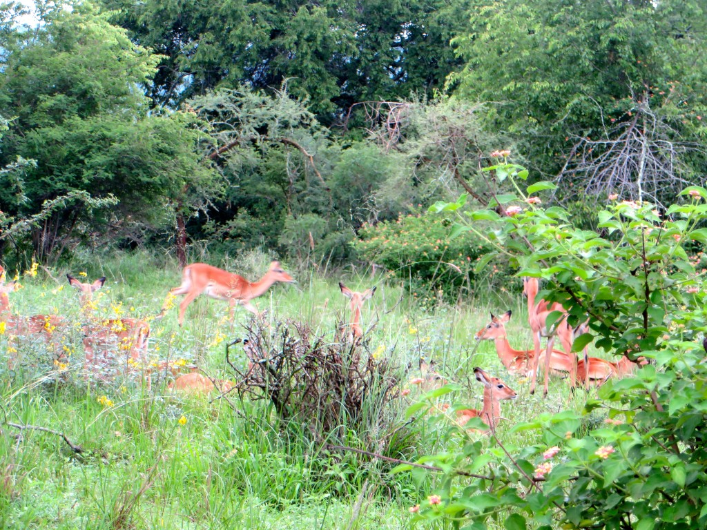 Akagera National Park - impala
