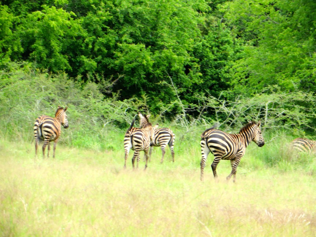 Akagera - zebras