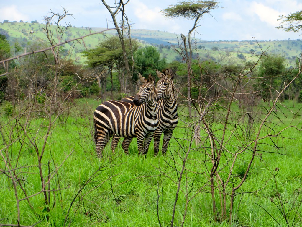 Akagera National Park zebras