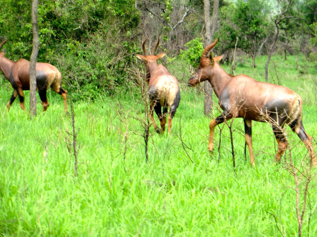 Topi (antelopes) Akagera National Park