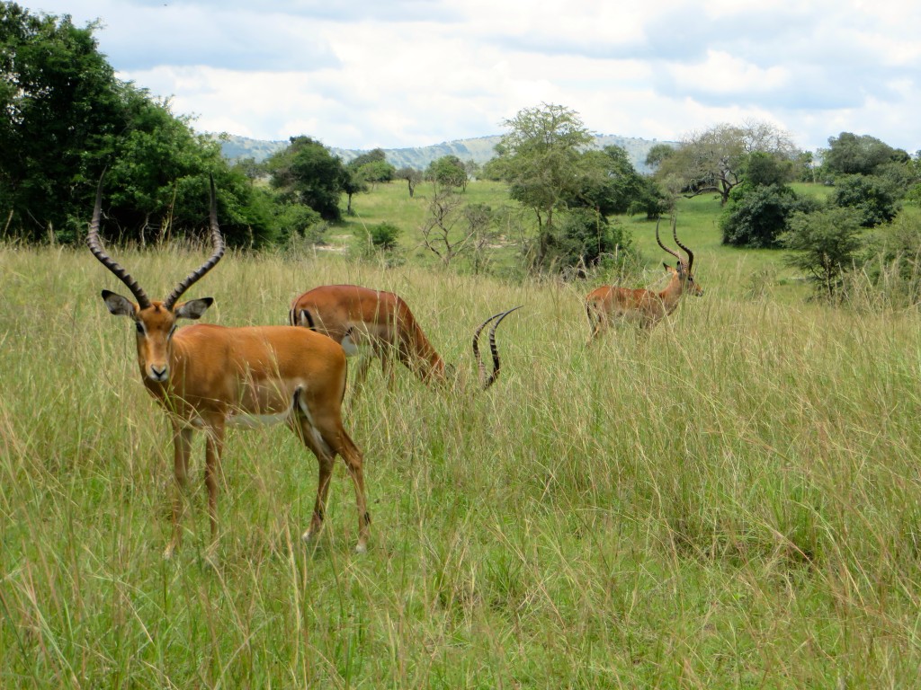 Akagera National Park - antelopes