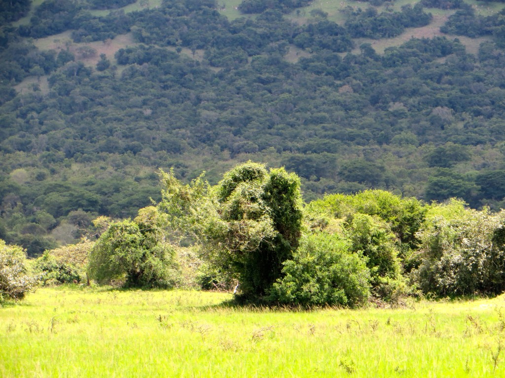 Akagera National Park