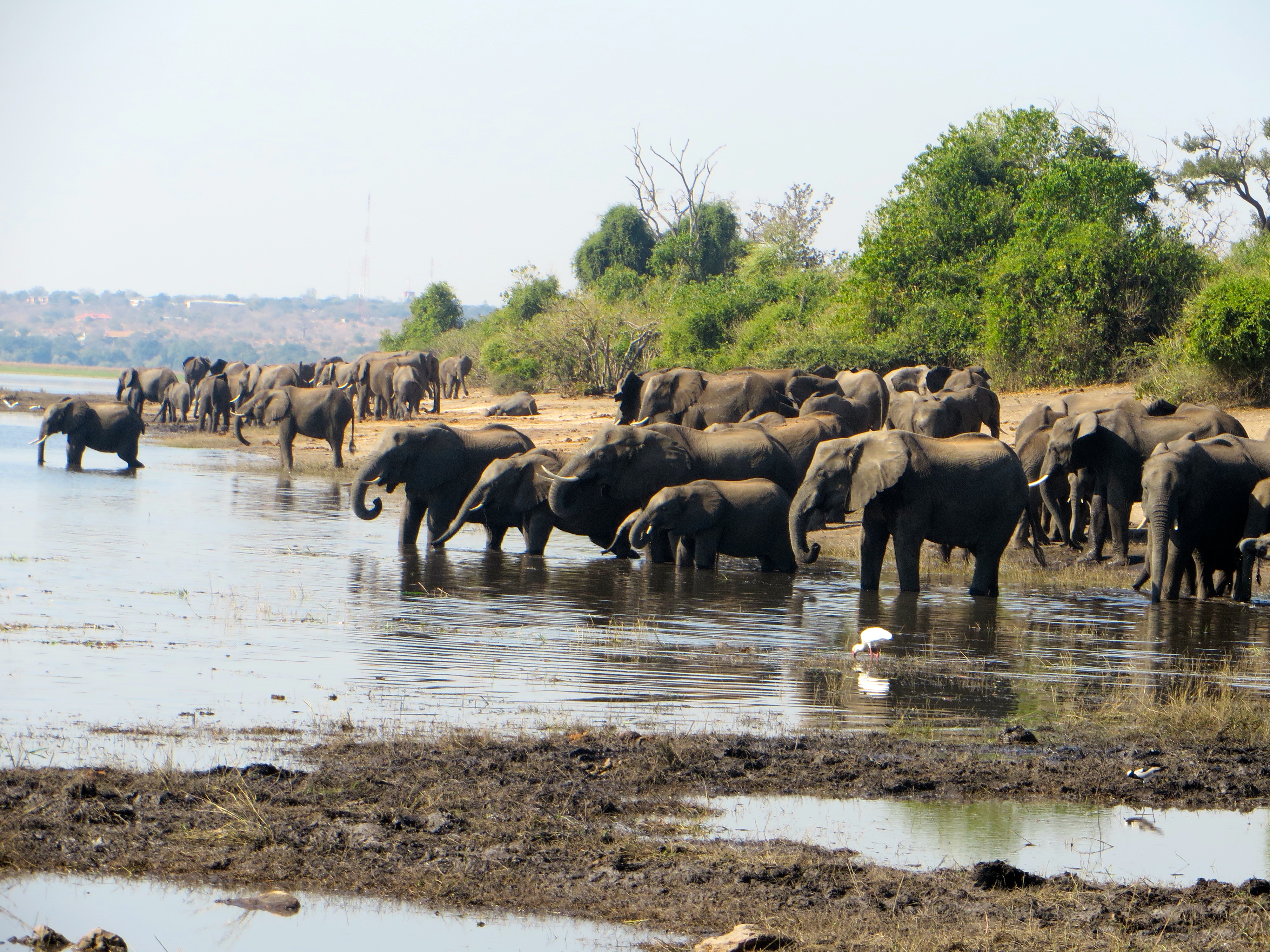elephants at Chobe National Park, Botswana