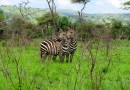 Views from Akagera National Park