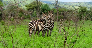 Akagera National Park zebras