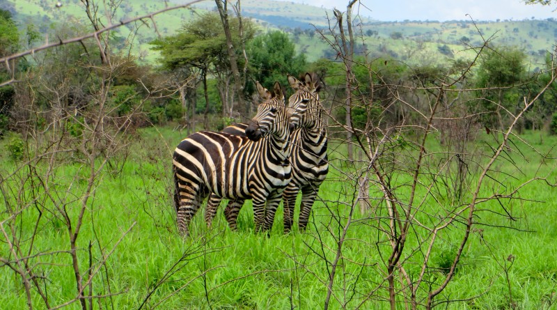 Akagera National Park zebras